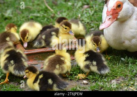 Une femelle de canard musqué (Cairina moschata) avec sa couvée de deux jours. Banque D'Images