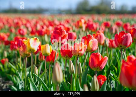Incroyable tulipe colorée fleurie. Belles fleurs de tulipe rouge dans le paysage des champs aux pays-Bas Banque D'Images