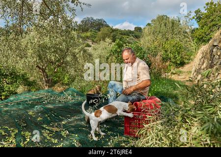 Jardinier homme mature cueillant des olives et dressant son adorable chien curieux Jack russell terrier pendant les travaux de récolte des olives dans la campagne dans le verger Banque D'Images