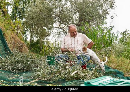 Jardinier homme mature cueillant des olives et dressant son adorable chien curieux Jack russell terrier pendant les travaux de récolte des olives dans la campagne dans le verger Banque D'Images