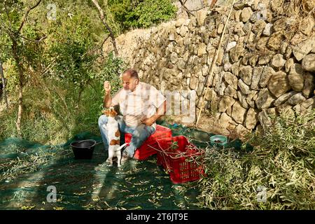 Jardinier homme mature cueillant des olives et dressant son adorable chien curieux Jack russell terrier pendant les travaux de récolte des olives dans la campagne dans le verger Banque D'Images