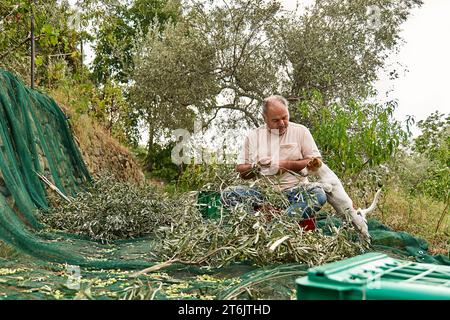 Jardinier homme mature cueillant des olives et dressant son adorable chien curieux Jack russell terrier pendant les travaux de récolte des olives dans la campagne dans le verger Banque D'Images