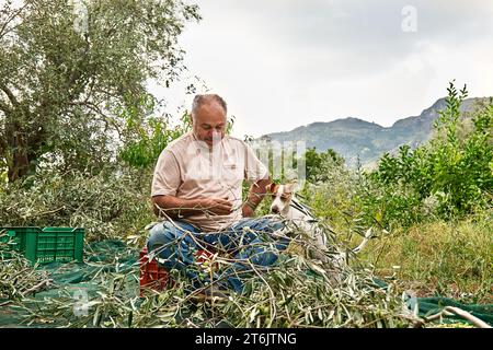 Jardinier homme mature cueillant des olives et dressant son adorable chien curieux Jack russell terrier pendant les travaux de récolte des olives dans la campagne dans le verger Banque D'Images