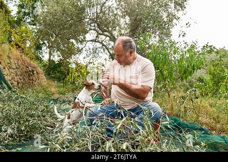 Jardinier homme mature cueillant des olives et dressant son adorable chien curieux Jack russell terrier pendant les travaux de récolte des olives dans la campagne dans le verger Banque D'Images