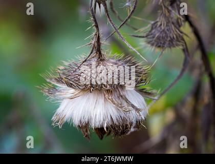 Gros plan de fleurs sauvages de chardon à taureau (Cirsium vulgare) se préparant à disperser ses graines dans la forêt nationale de Chippewa, nord du Minnesota, États-Unis Banque D'Images