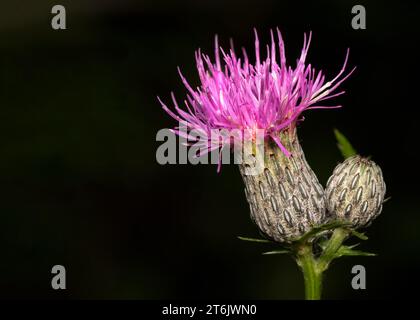 Gros plan de fleurs violettes de fleurs sauvages (Cirsium vulgare) poussant dans la forêt nationale de Chippewa, nord du Minnesota, États-Unis Banque D'Images