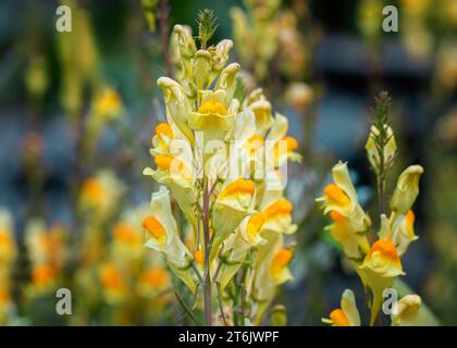 Gros plan de fleurs de fleurs sauvages jaunes et oranges de beurre et d'œufs (Linaria vulgaris) poussant dans la forêt nationale de Chippewa, nord du Minnesota, États-Unis Banque D'Images