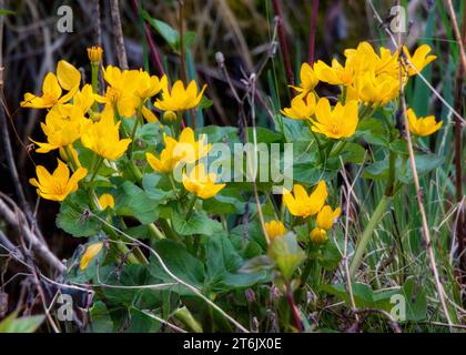 Marsh Marigold (Caltha palustris) fleurs sauvages jaunes poussant dans la forêt nationale de Chippewa, nord du Minnesota, États-Unis Banque D'Images