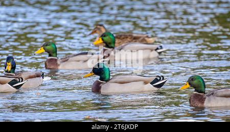 Groupe de canards colverts mâles colorés sur un lac dans le Wiltshire, Royaume-Uni Banque D'Images