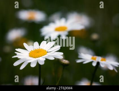 Gros plan des fleurs sauvages de l'aster blanc (symphyotrichum ericoides) dans la forêt nationale de Chippewa, nord du Minnesota, États-Unis Banque D'Images