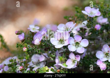 Fleurs roses de la famille des Myrtaceae, originaire d'Australie, Leptospermum rotundifolium Julie Ann. Endémique de la région de Jervis Bay NSW Banque D'Images