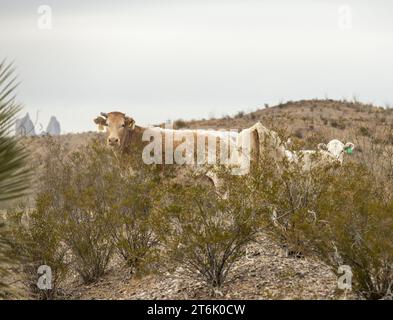 Les vaches illégales sortent des buissons le long du rio Grand dans le parc national de Big Bend Banque D'Images