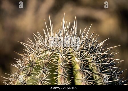 De longues aiguilles recouvrent le sommet du Cactus Saguaro dans le désert de Sonora Banque D'Images
