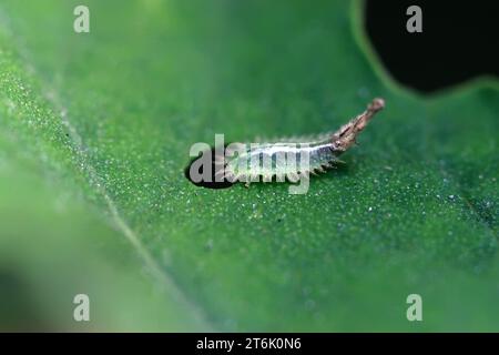 une sorte d'insectes drôles sur la feuille verte, dans la nature Banque D'Images