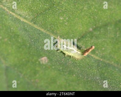 une sorte d'insectes drôles sur la feuille verte, dans la nature Banque D'Images