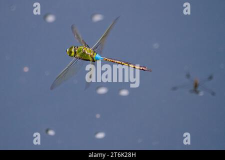 Une libellule petit empereur (Anax parthenope julius) en vol au-dessus de l'eau, Kanagawa, Japon. Banque D'Images