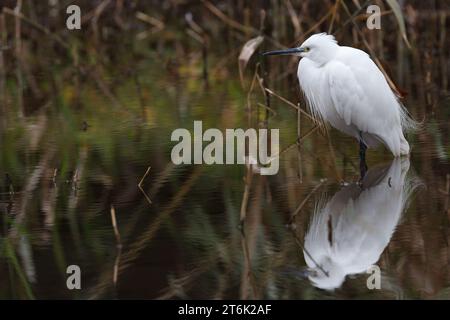 Une aigrette de llittle (Egretta garzetta) dans un étang dans un parc à Kanagawa, Japon. Banque D'Images