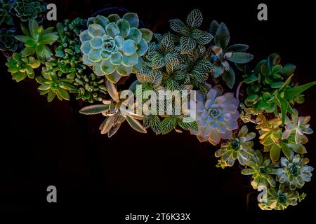 Succulentes et éclairage d'ambiance dans cette sculpture vivante de la nature Banque D'Images