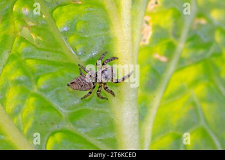 une araignée se cache sur les feuilles Banque D'Images