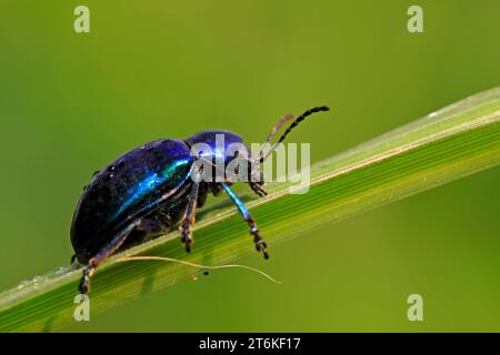 une sorte d'insectes nommé coléoptère, sur feuille verte dans la nature, dans le nord de la chine Banque D'Images