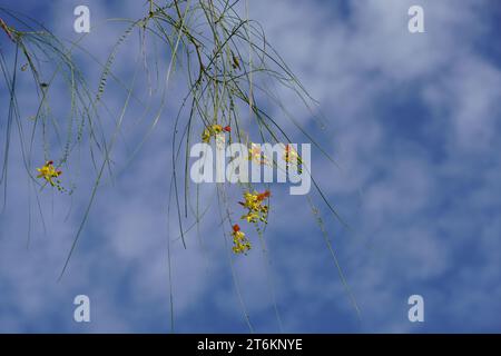 Palo verde, ou Parkinsonia aculeata fleurs jaunes contre un ciel blanc bleu Banque D'Images