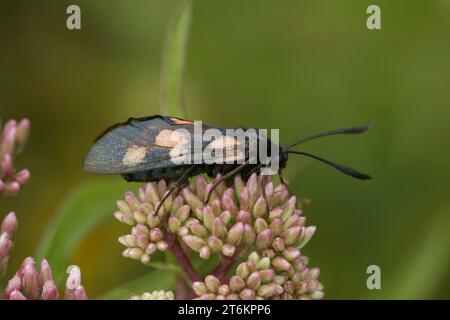 Gros plan naturel sur un papillon burnet usé à cinq taches, Zygaena trifolii, assis sur des boutons floraux roses Banque D'Images