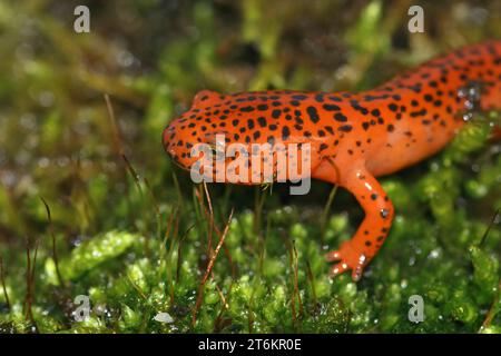 Gros plan naturel sur la salamandre rouge bleue aux couleurs vives, Pseudotriton ruber assis sur la mousse verte Banque D'Images