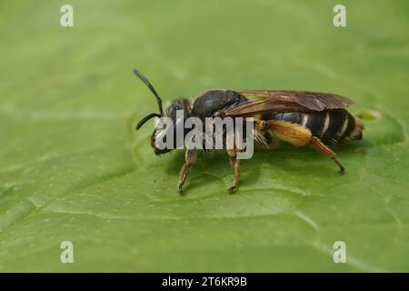 Gros plan naturel sur une femelle de la rare abeille minière de Wilke, Andrena wilkella, spécialiste du trèfle, assise sur une feuille verte Banque D'Images