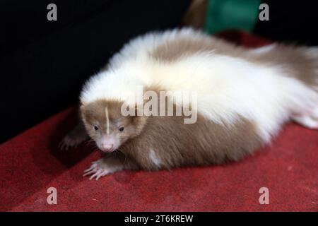 Gros plan d'une mouffette rayée brune sur un sol rouge. Repos skunk rayé brun. Banque D'Images