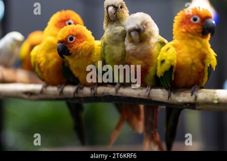 Perroquets colorés regardant la caméra. Gros plan d'un groupe de perruches à cheeks verts et Sun conure perchées sur une branche. Banque D'Images