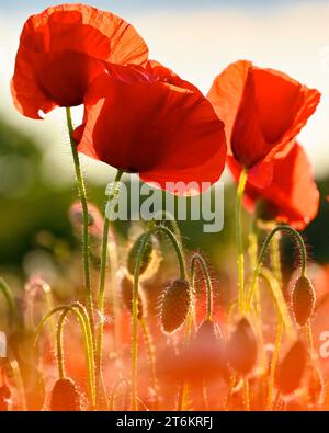 Coquelicots sauvages dans le Dorset léger du matin Royaume-Uni Banque D'Images