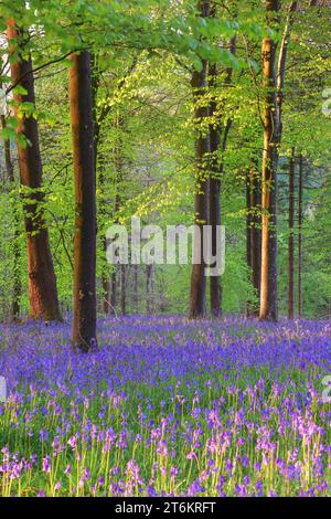 Cerf solitaire dans les cloches bleues dans le Dorset un matin de printemps Banque D'Images