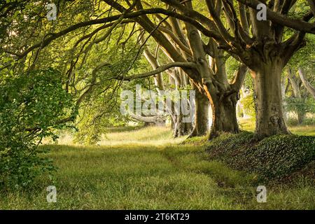 Avenue bordée de hêtres dans le Dorset en automne Banque D'Images