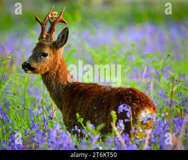 Lone Deer parmi les cloches bleues boisées un matin de printemps dans le Dorset royaume-uni Banque D'Images