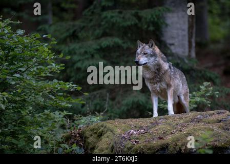 Wolf est debout sur le rocher dans le parc national de Bayerischer Wald, en Allemagne Banque D'Images