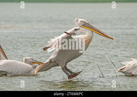 Pélican dalmate (Pelecanus crispus) débarquant dans le lac Manyas. Banque D'Images