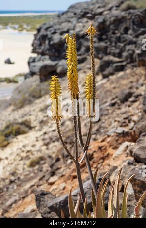 Aloe vera. Plante d'Aloe à floraison jaune avec la plage, les rochers et l'océan Atlantique en arrière-plan. Fuerteventura, Îles Canaries, Espagne. Banque D'Images