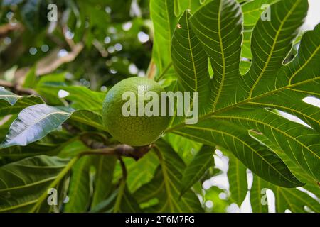 Arbre fruitier à pain à l'intérieur du jardin d'épices, Mahé, Seychelles Banque D'Images