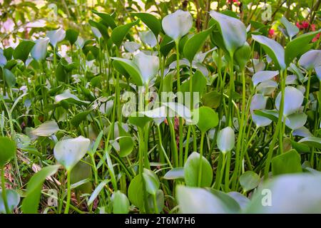 Arum Lily, arum d'eau, ou calla sauvage à l'intérieur du jardin d'épices, Mahé, Seychelles Banque D'Images