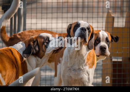 Portrait de chiens. Trois chiens Saint Bernard blancs et bruns jouant. Saint Bernard. Alpine Spaniel. Martigny, Suisse. Banque D'Images