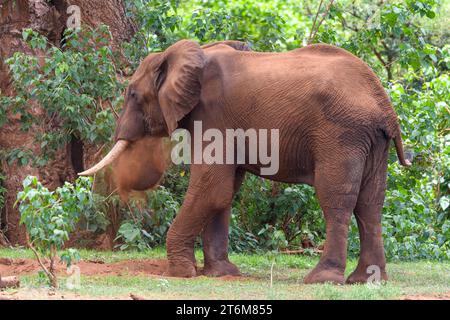 Éléphant d'Afrique (Loxodonta africana) soufflant de la poussière rouge dans le parc national Kruger, en Afrique du Sud. Banque D'Images