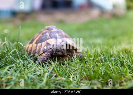 tortue mangeant sur l'herbe verte avec fond flou à l'extérieur Banque D'Images