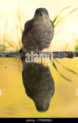 Sparrowhawk eurasien mâle se baignant à un point d'eau dans une forêt méditerranéenne avant le lever du soleil Banque D'Images