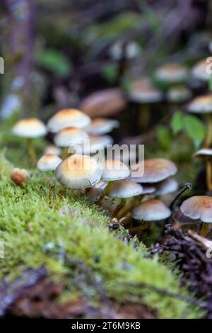 Champignons rube amis de la forêt commune poussant sur un gros plan moussé du tronc d'arbre Banque D'Images