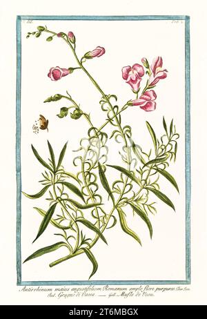 Ancienne illustration de Snapdragon (Anthirrinum majus). Par G. Bonelli sur Hortus Romanus, publ. N. Martelli, Rome, 1772 – 93 Banque D'Images