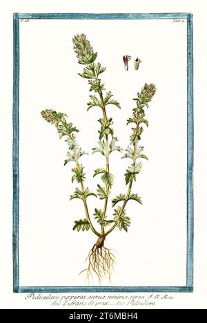 Illustration ancienne de Pedicularis verticillata. Par G. Bonelli sur Hortus Romanus, publ. N. Martelli, Rome, 1772 – 93 Banque D'Images