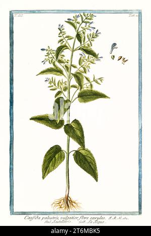 Illustration ancienne de Scutellaria galericulata. Par G. Bonelli sur Hortus Romanus, publ. N. Martelli, Rome, 1772 – 93 Banque D'Images