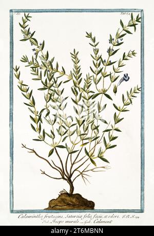 Vieille illustration de Calamintha nepeta (calaminte plus petite)). Par G. Bonelli sur Hortus Romanus, publ. N. Martelli, Rome, 1772 – 93 Banque D'Images