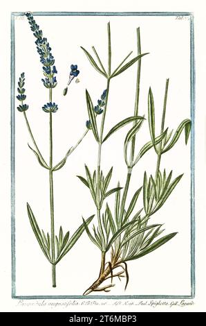 Illustration ancienne de Lavandula angustifolia (vraie lavandre). Par G. Bonelli sur Hortus Romanus, publ. N. Martelli, Rome, 1772 – 93 Banque D'Images