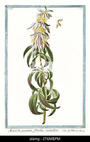 Ancienne illustration de Monarda punctata, (Horsemint). Par G. Bonelli sur Hortus Romanus, publ. N. Martelli, Rome, 1772 – 93 Banque D'Images